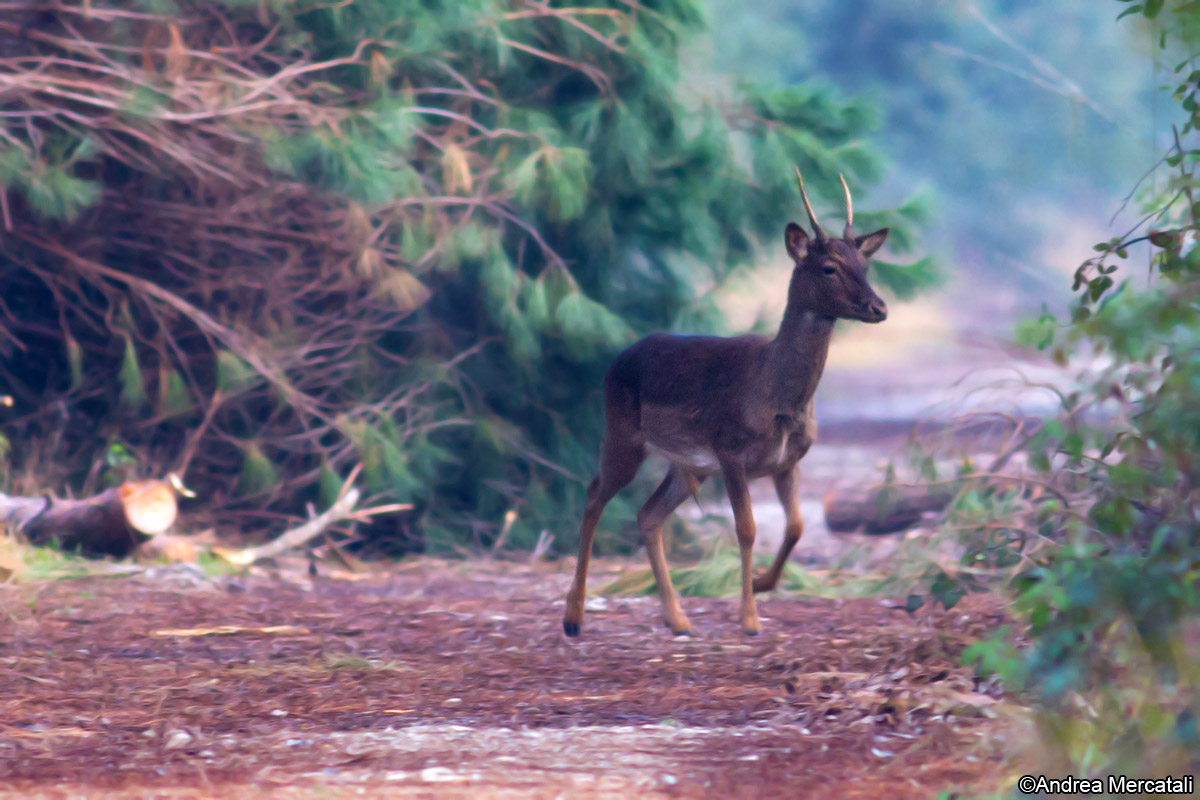 aiuto identificazione
